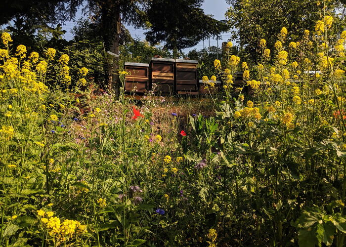 Bienenstöcke in Wildblumenwiese